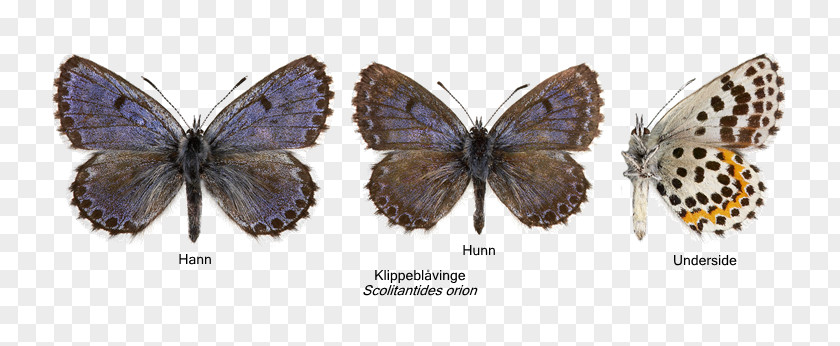 Butterfly Chequered Blue Moth Nasjonal Rødliste Species PNG