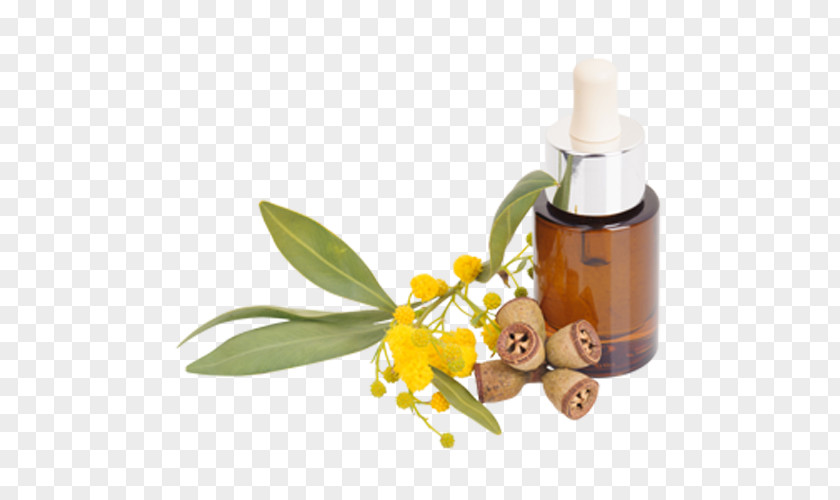 Quiz Contest Flyer Tasmanian Blue Gum Eucalyptus Oil Lemon-scented Essential Haemastoma PNG