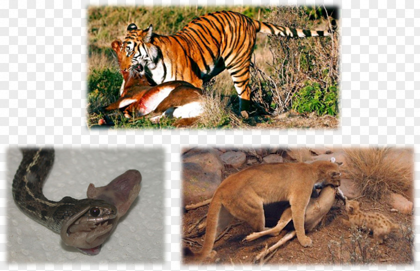 Reban Terrestrial Animal Homo Sapiens Wildlife Big Cat PNG