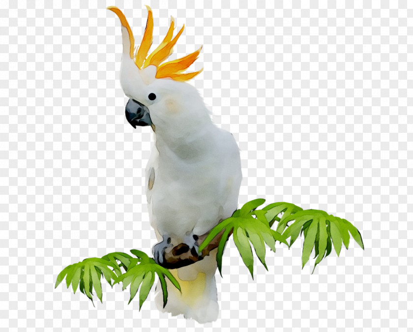 Sulphur-crested Cockatoo Clip Art Bird GIF PNG