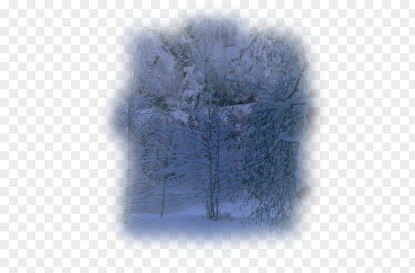 Tree Desktop Wallpaper Winter Computer Sky Plc PNG