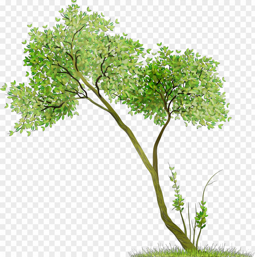 Branch Tree Stock Photography Royalty-free Image PNG