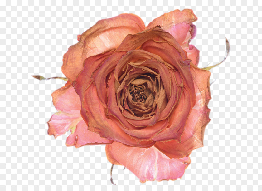 Garden Roses Sirr-i Sevda Cabbage Rose Floribunda Book PNG