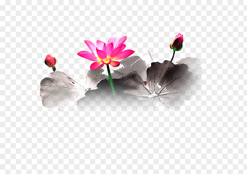 Lotus Floral Design Petal Heart Flowering Plant PNG