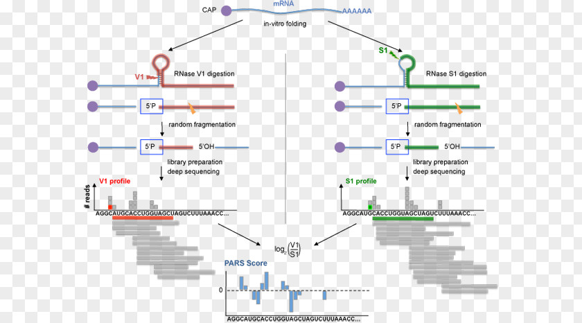 RNA Biomolecular Structure Analysis Genome PNG
