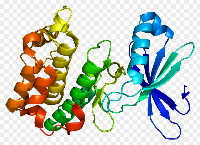 AMP-activated Protein Kinase PRKAA2 Kinase, AMP-activated, Alpha 1 PNG