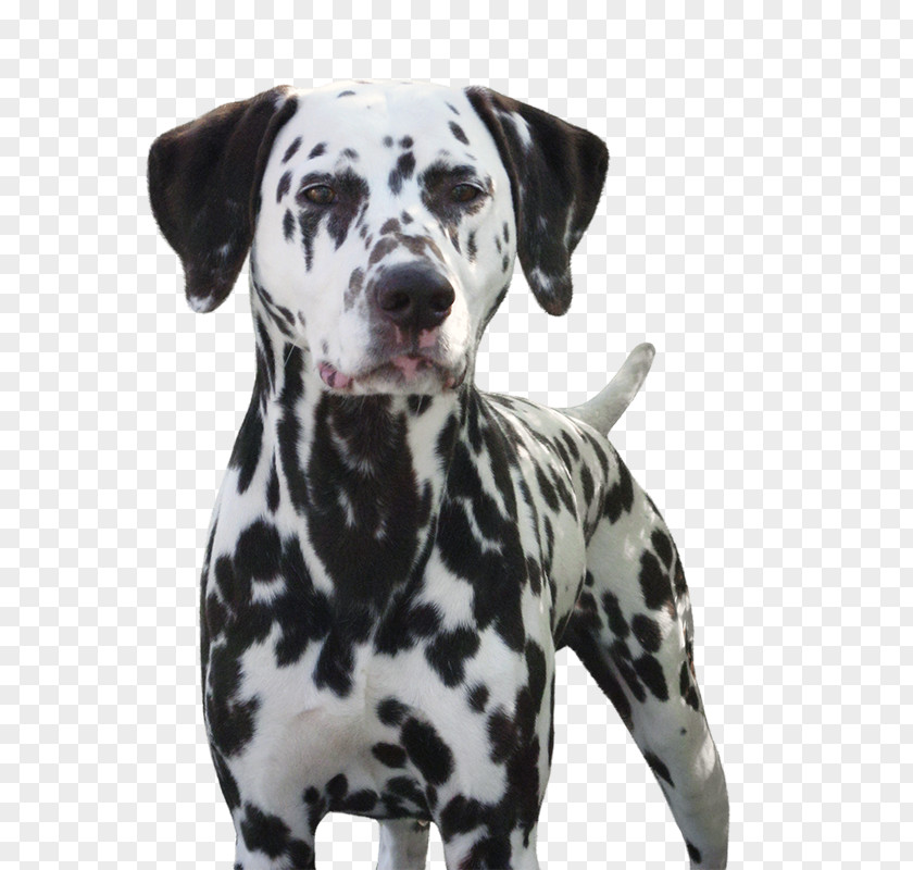 Dalmatians Dalmatian Dog Canidae Non-sporting Group Non-profit Organisation Breed PNG