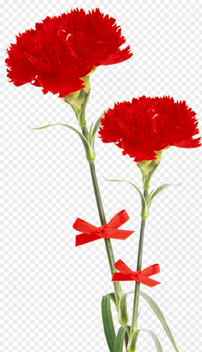 Gazania Desktop Wallpaper Flower PNG