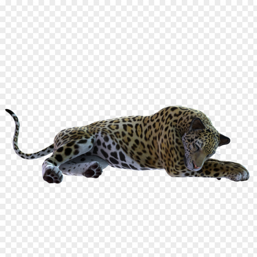 Leopard Jaguar Cheetah Fauna Wildlife PNG