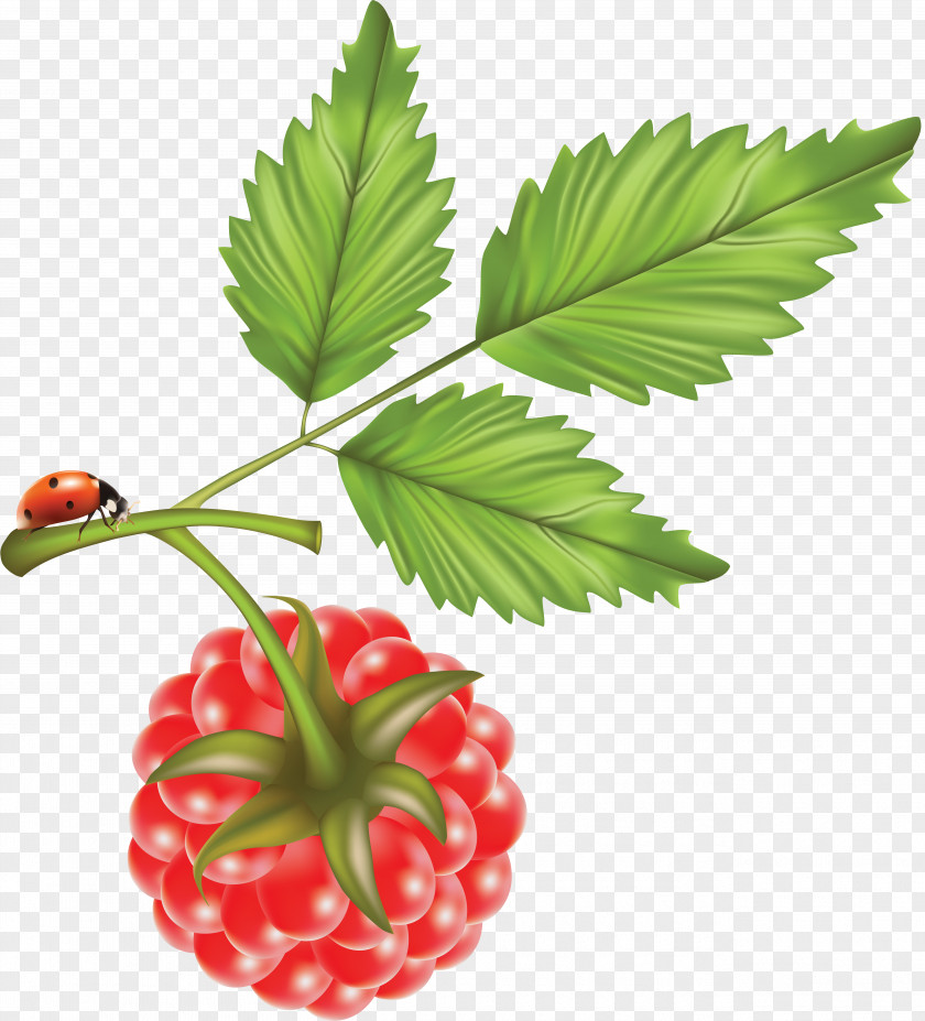 Raspberry Red Brambles Food PNG