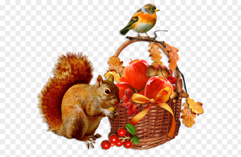 Cartoon Squirrel Animal Bird Sparrow Baskets Autumn Centerblog Season Day PNG