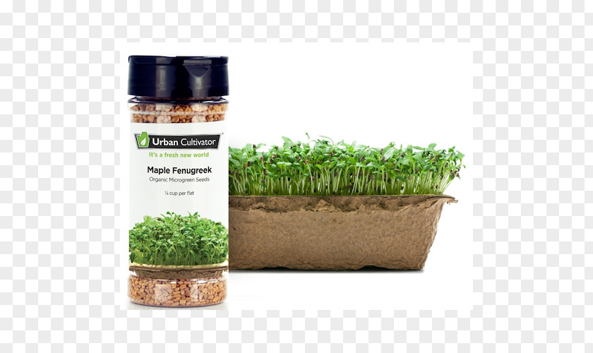 Fenugreek Herb Seed Microgreen Urban Cultivator PNG