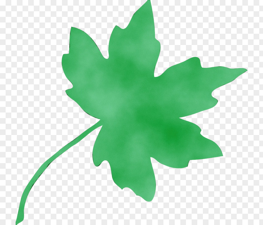 Flowering Plant Woody Maple Leaf PNG