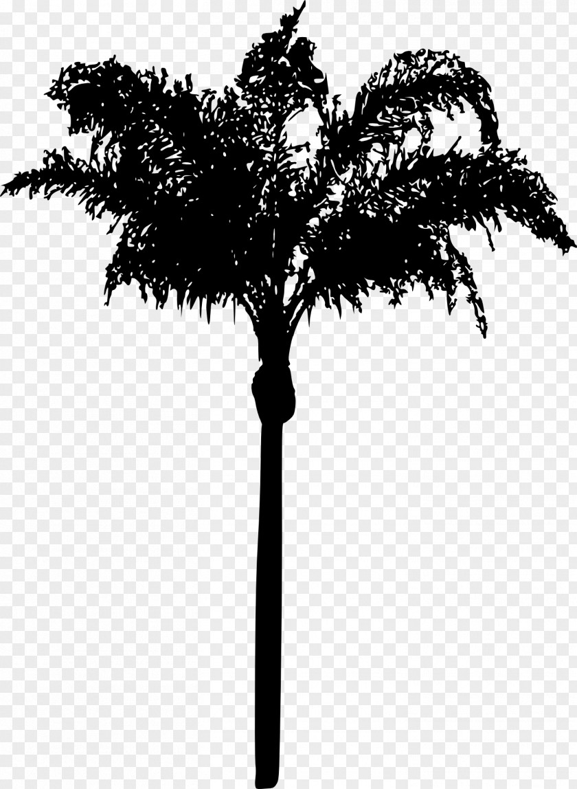 Asian Palmyra Palm Date Leaf Trees Twig PNG