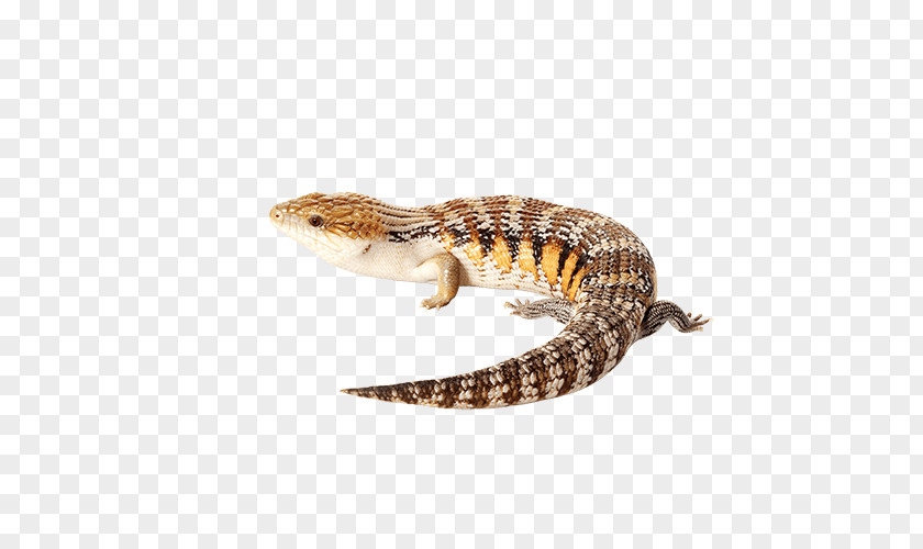 Bearded Dragon Lizard Reptile Irian Jaya Blue Tongue Skink Bluetongue Disease Northern Blue-tongued PNG