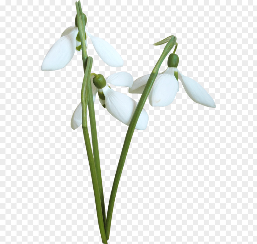 Flower Snowdrop Desktop Wallpaper Clip Art PNG
