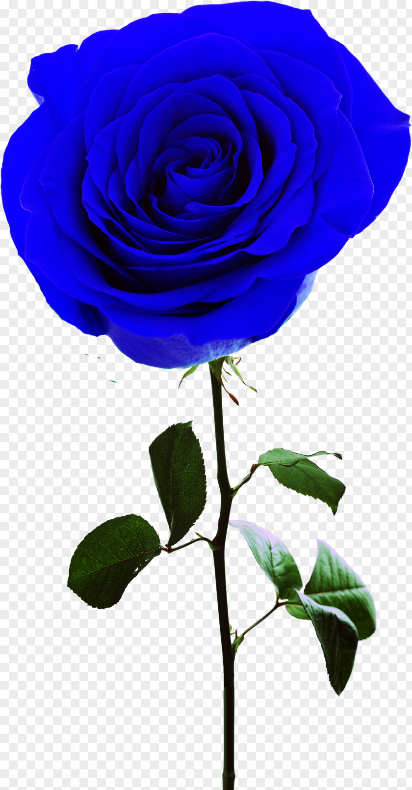 Blue Rose Rosa Gallica Centifolia Roses Garden Flower PNG