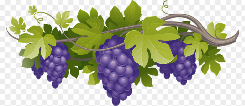 Bunch Of Purple Grapes Common Grape Vine Leaves PNG