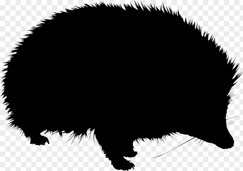 Hedgehog Porcupine Pig PNG