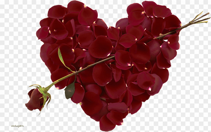 Hydrangea Valentines Day Valentine's PNG
