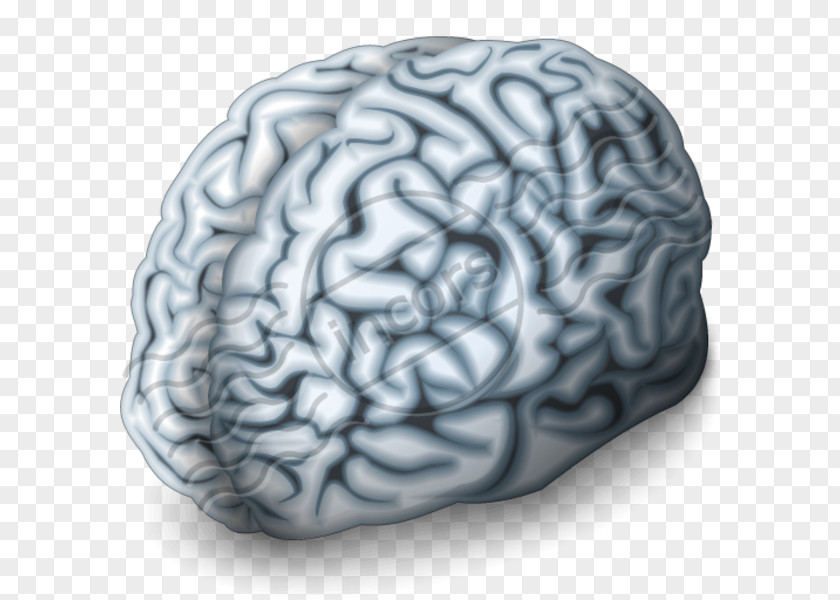 Brain Human Neuroimaging Digital Marketing Cerebral Arteries PNG