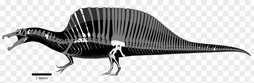 Dinosaur Spinosaurus Tyrannosaurus Acrocanthosaurus Giganotosaurus Baryonyx PNG