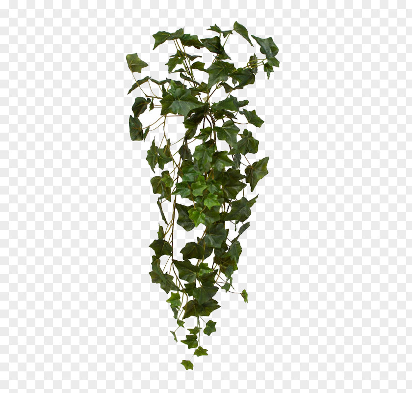 Hanging Bush Common Ivy Plant Basket Vine PNG