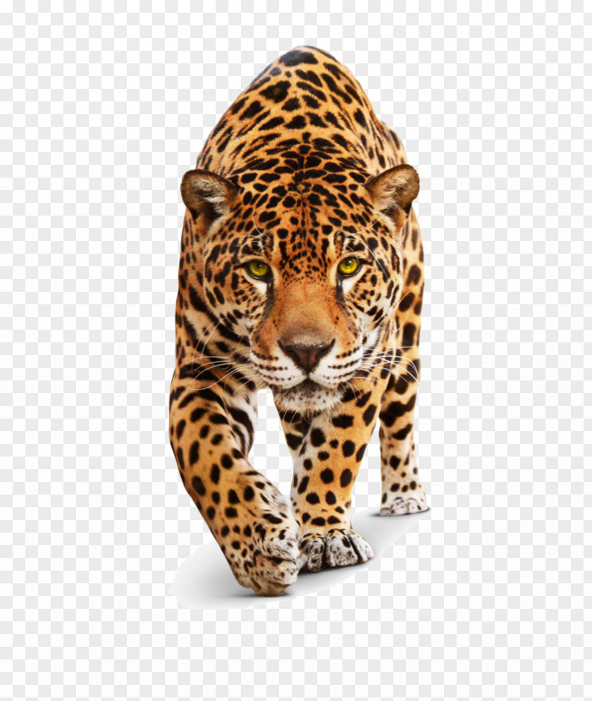 Jaguar Leopard Cheetah Black Panther Tiger PNG