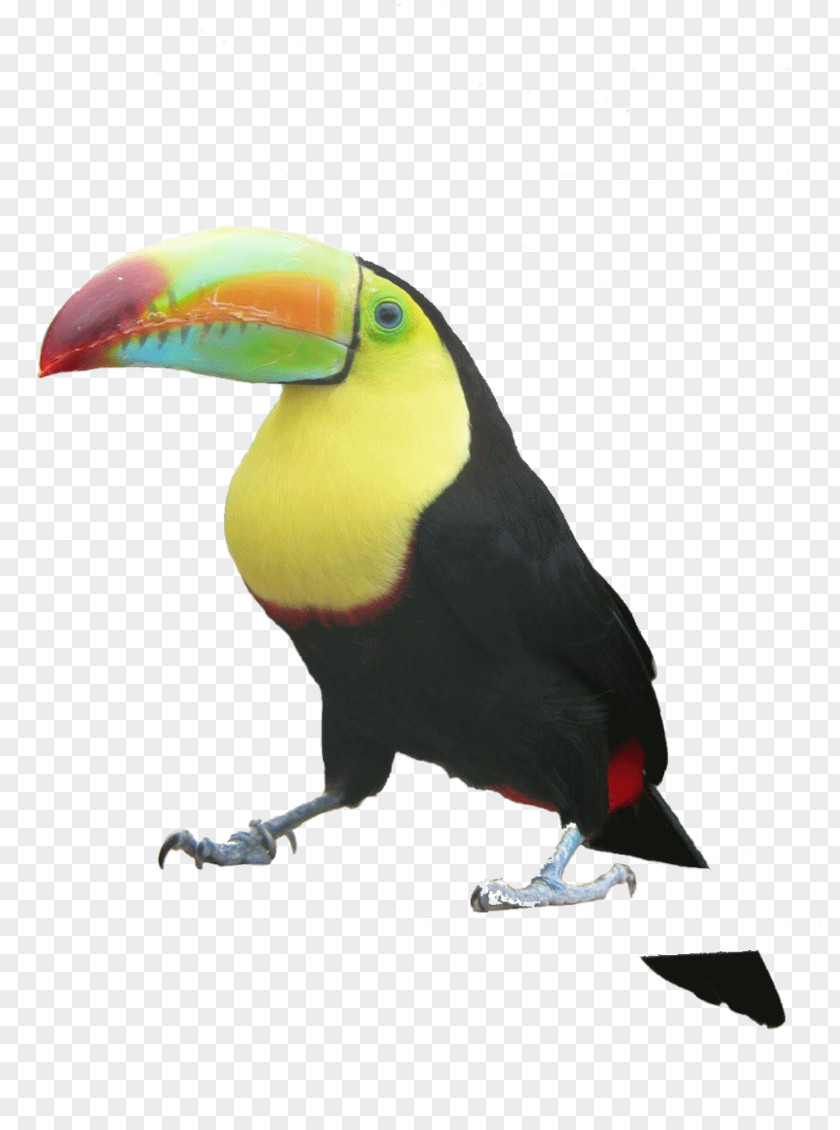 Toucan Bird Valentine's Day PNG