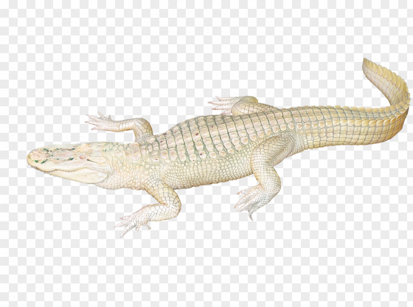 Alligator Das Deutsche Krokodil Leather Crocodiles Muthesius University In Kiel PNG