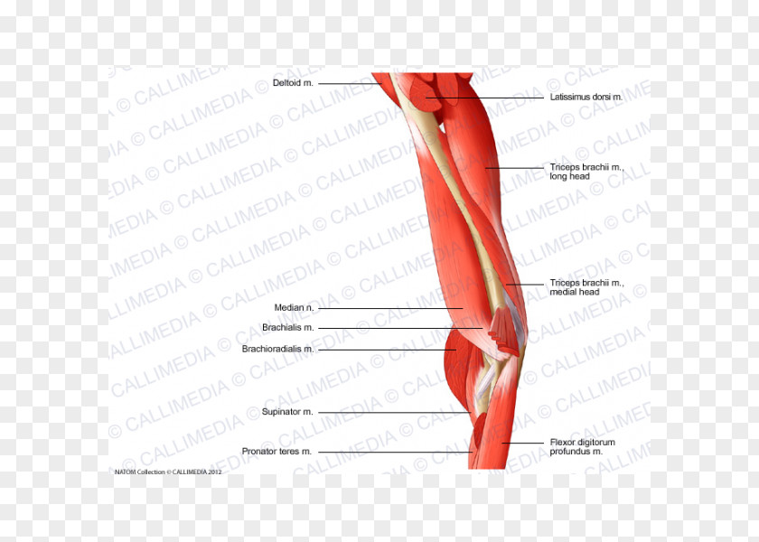 Arm Elbow Finger Triceps Brachii Muscle Human Anatomy PNG