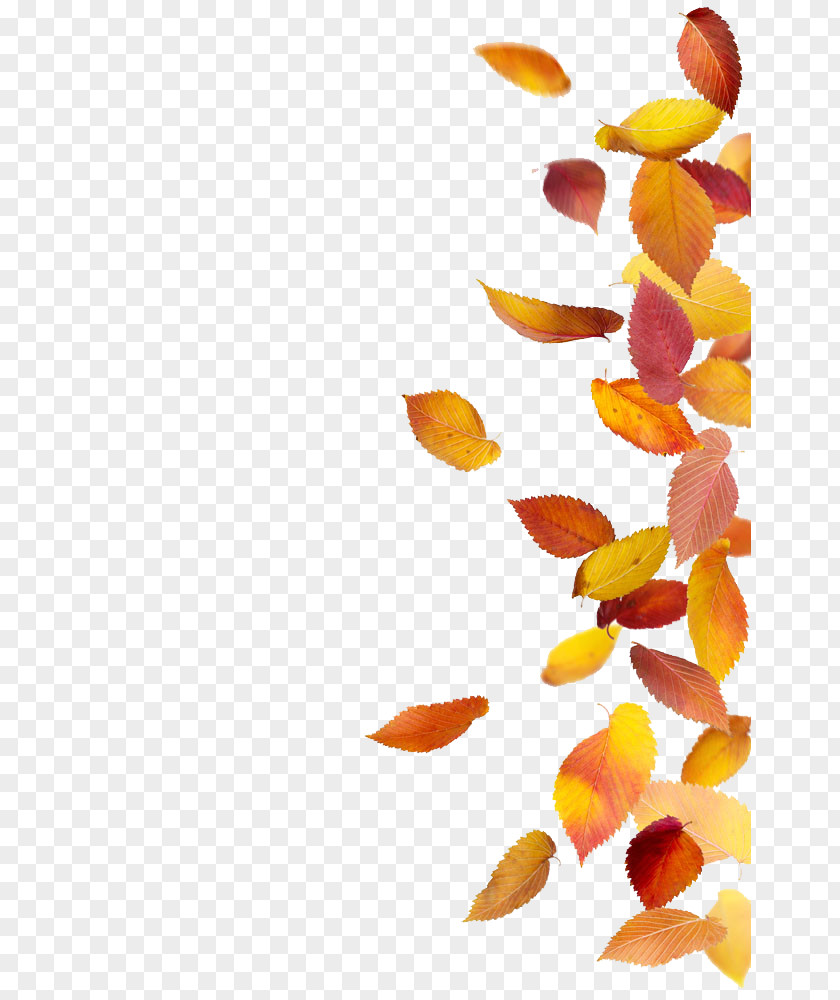 Autumn Leaves Leaf Color Stock Photography PNG