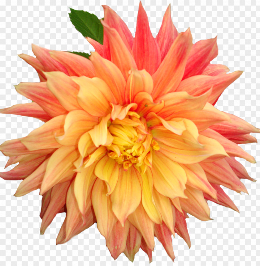 Dahlia Flower Clip Art PNG