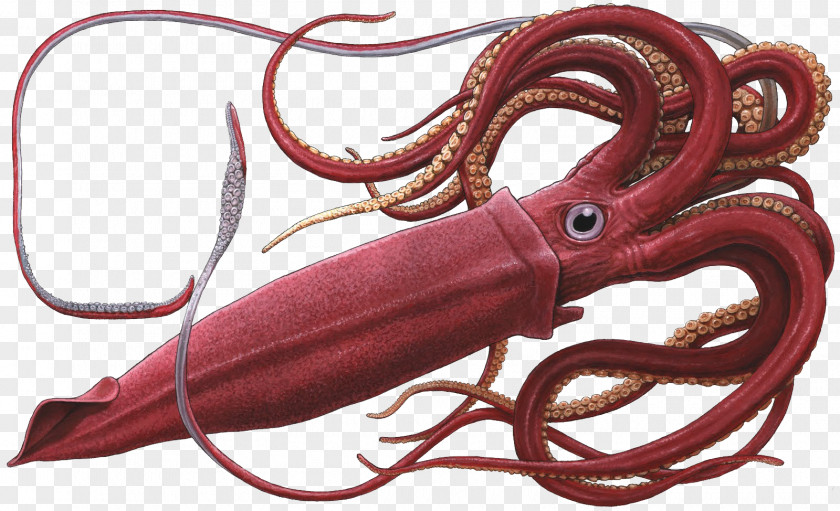 Giant Squid Sperm Whale Octopus PNG squid whale Octopus, clipart PNG