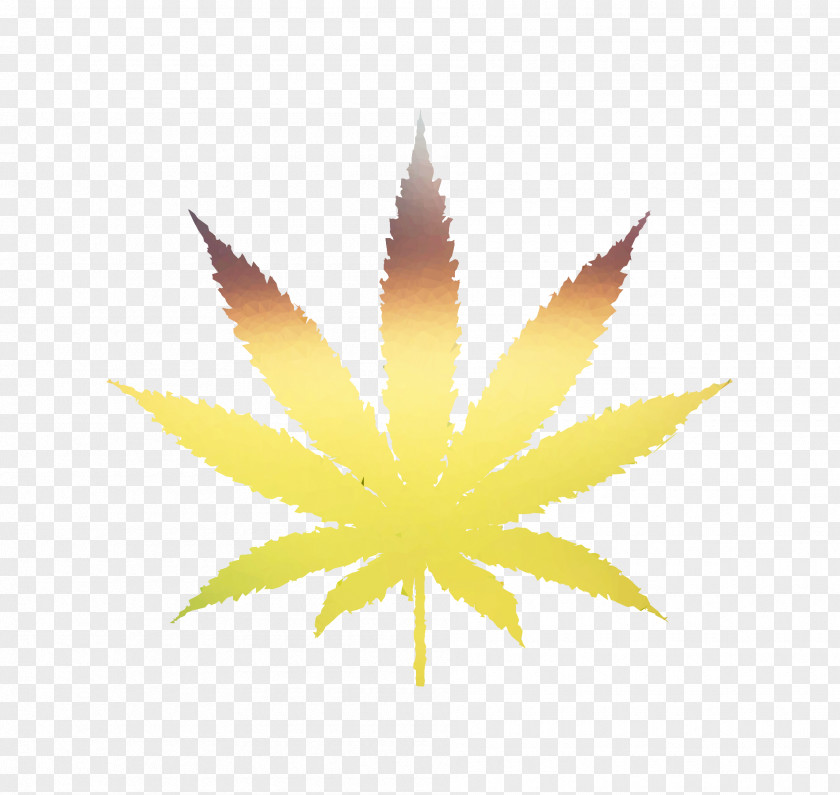 Medical Cannabis Oaksterdam University Shop Vector Graphics PNG