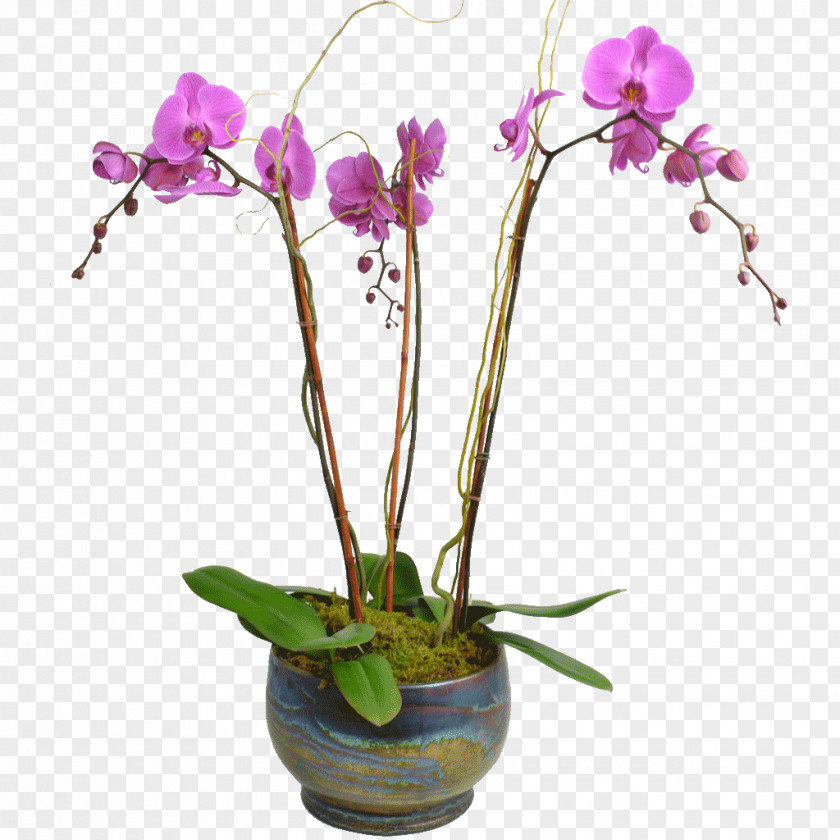 Purple Orchid Flower Moth Orchids Plant Stem PNG