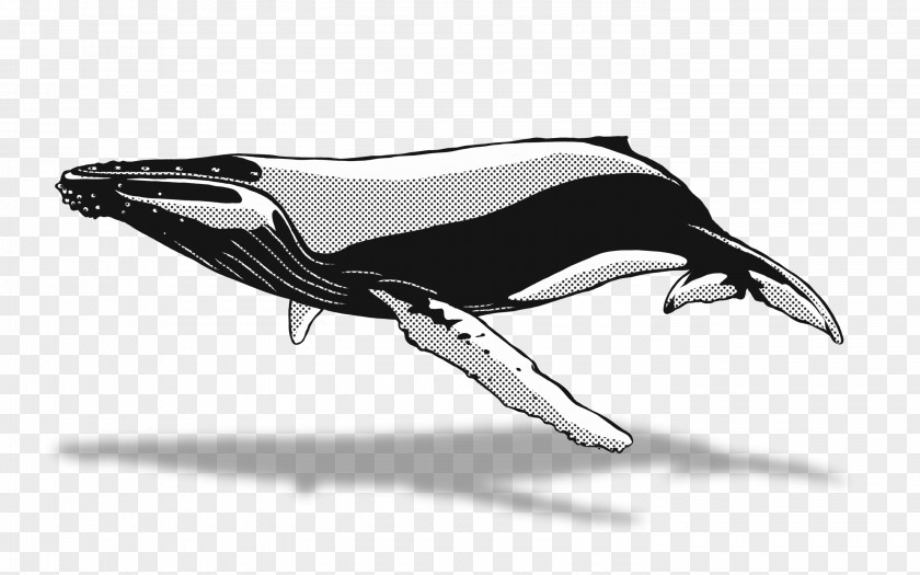 Whales Dolphin Drawing Whale Watching Humpback PNG