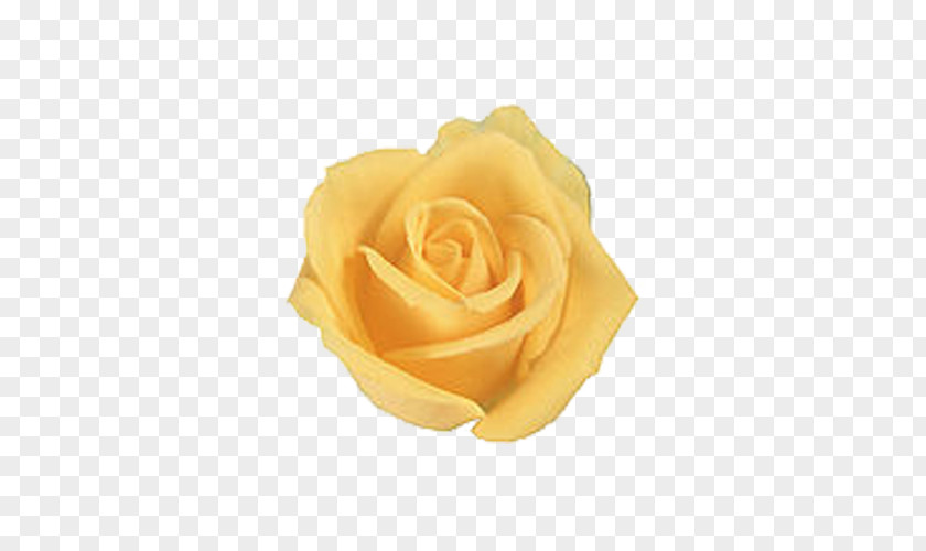 Yellow Roses Rose Flower Wallpaper PNG