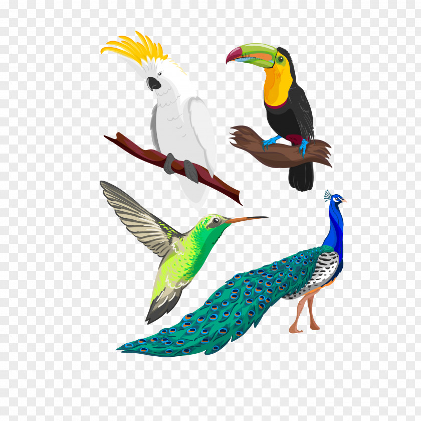 Bird Free Download Hummingbird Parrot Drawing PNG