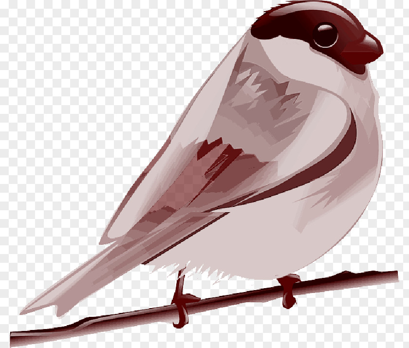 Clip Art Bird Parrot Vector Graphics PNG