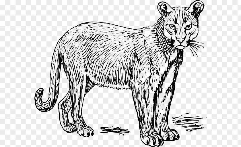 Gray Wolf Cougar Puma Clip Art PNG