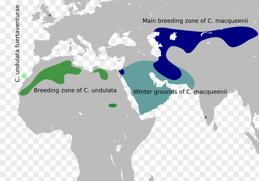 MacQueen's Bustard Houbara AB Bonthron & Ewing Bird Taxon PNG