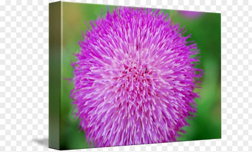 Purple Ball Milk Thistle Close-up PNG