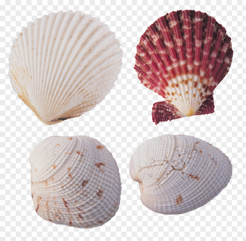 Seashell Cockle Desktop Wallpaper Shellfish Color PNG