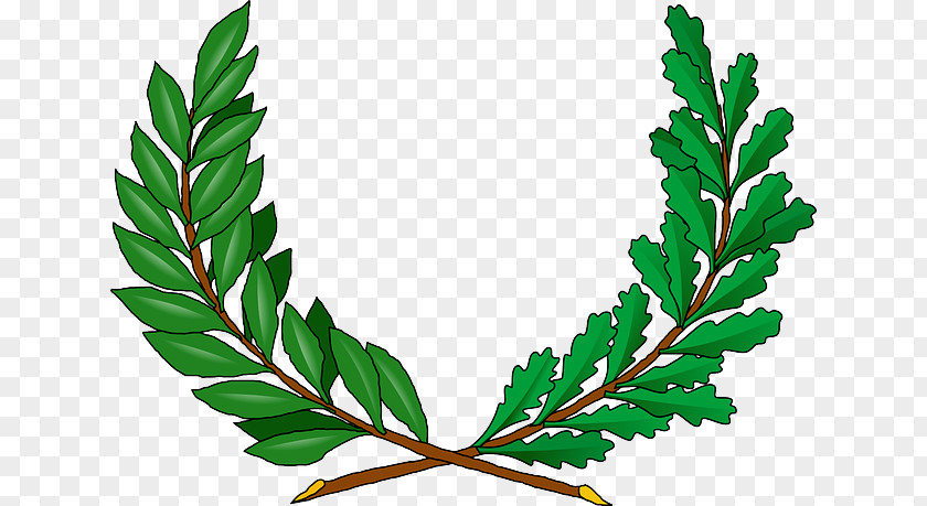 Vine Tree Clip Art Openclipart Vector Graphics Drawing PNG