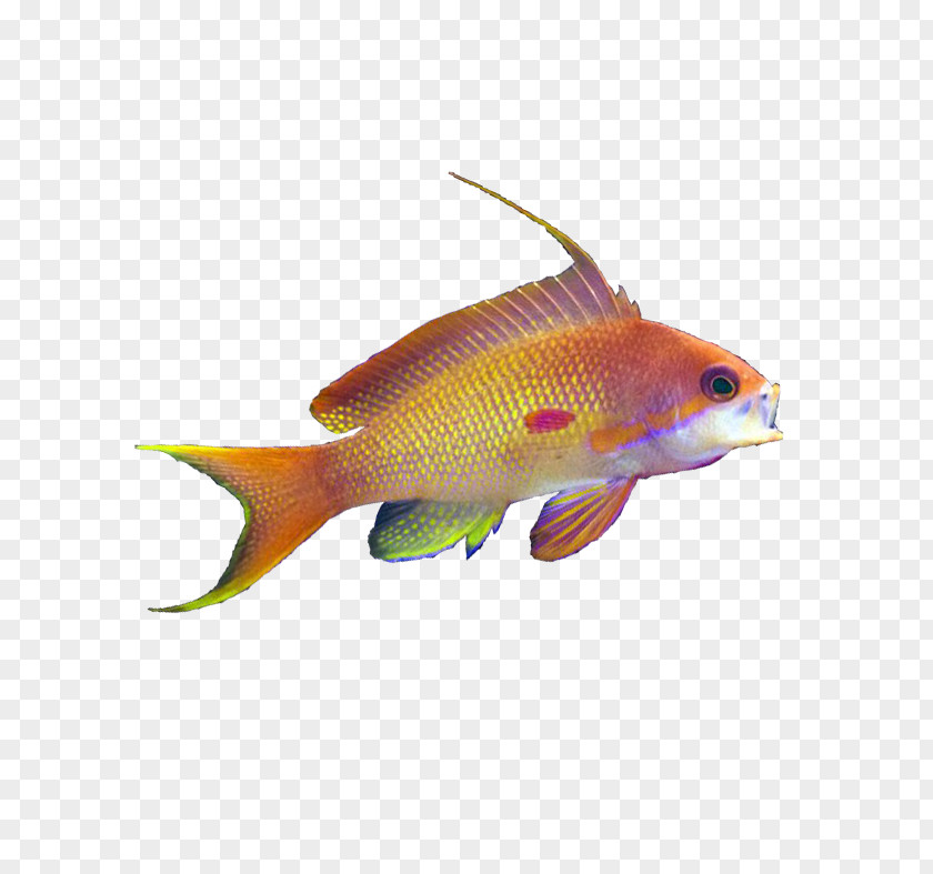 Bird Goldfish Blue-green Chromis Aquariums PNG