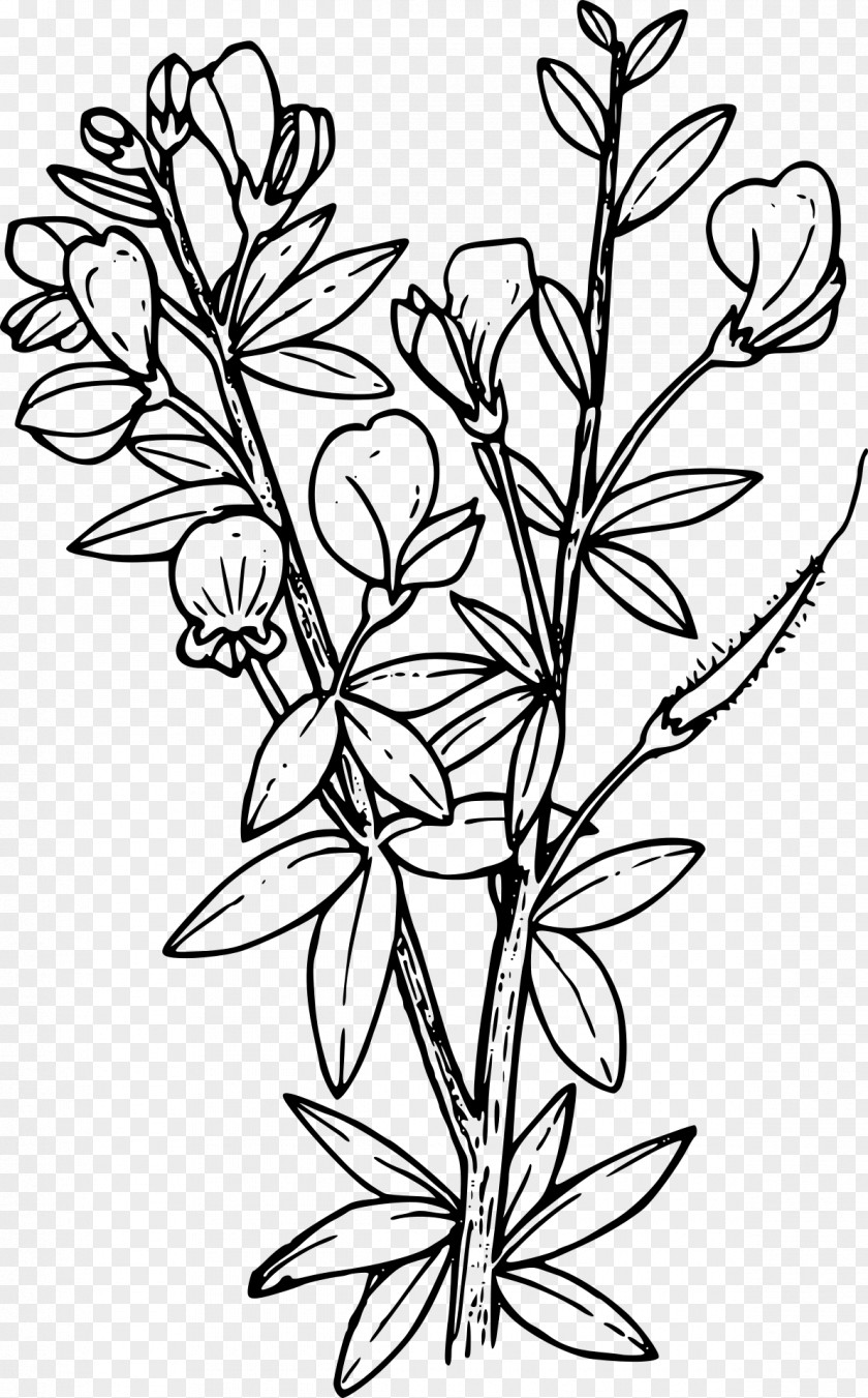 Child Coloring Book Scotch Broom PNG