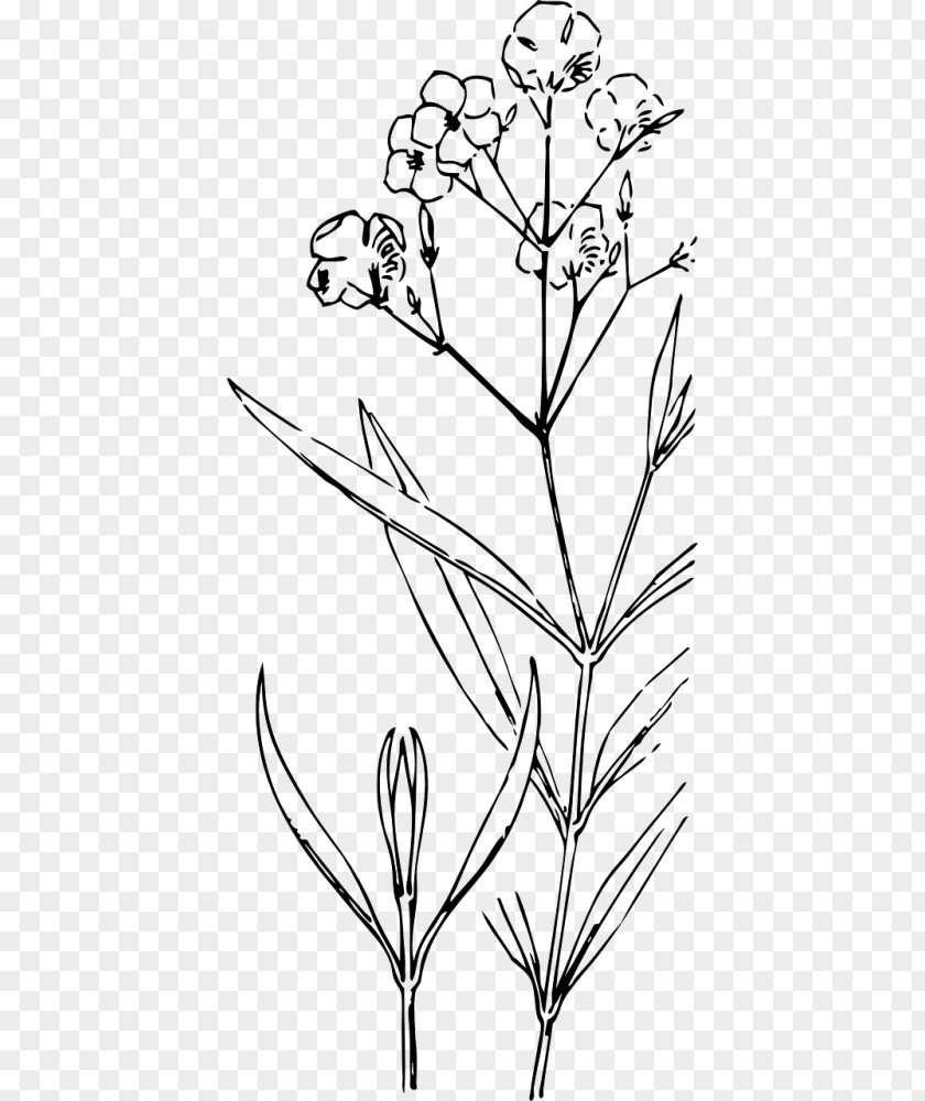 Herbaceous Plant Wildflower Flower Line Art PNG