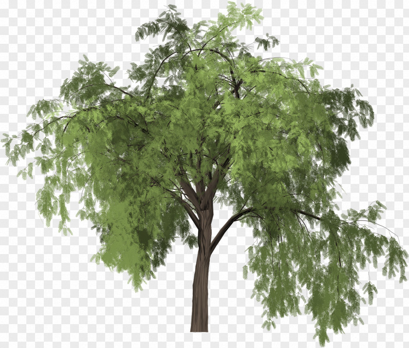 Pohon Besar Tree Image Euclidean Vector Schinus Molle Graphics PNG
