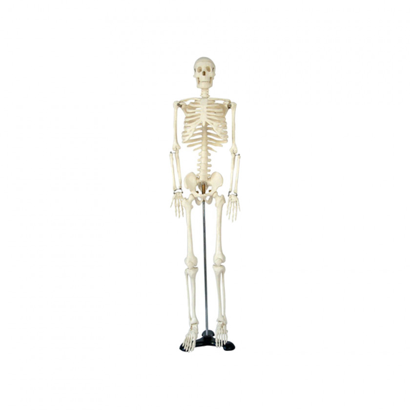 Skeleton Human Body Anatomy Sinus PNG
